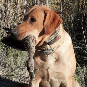 Meet your Posher, Jared